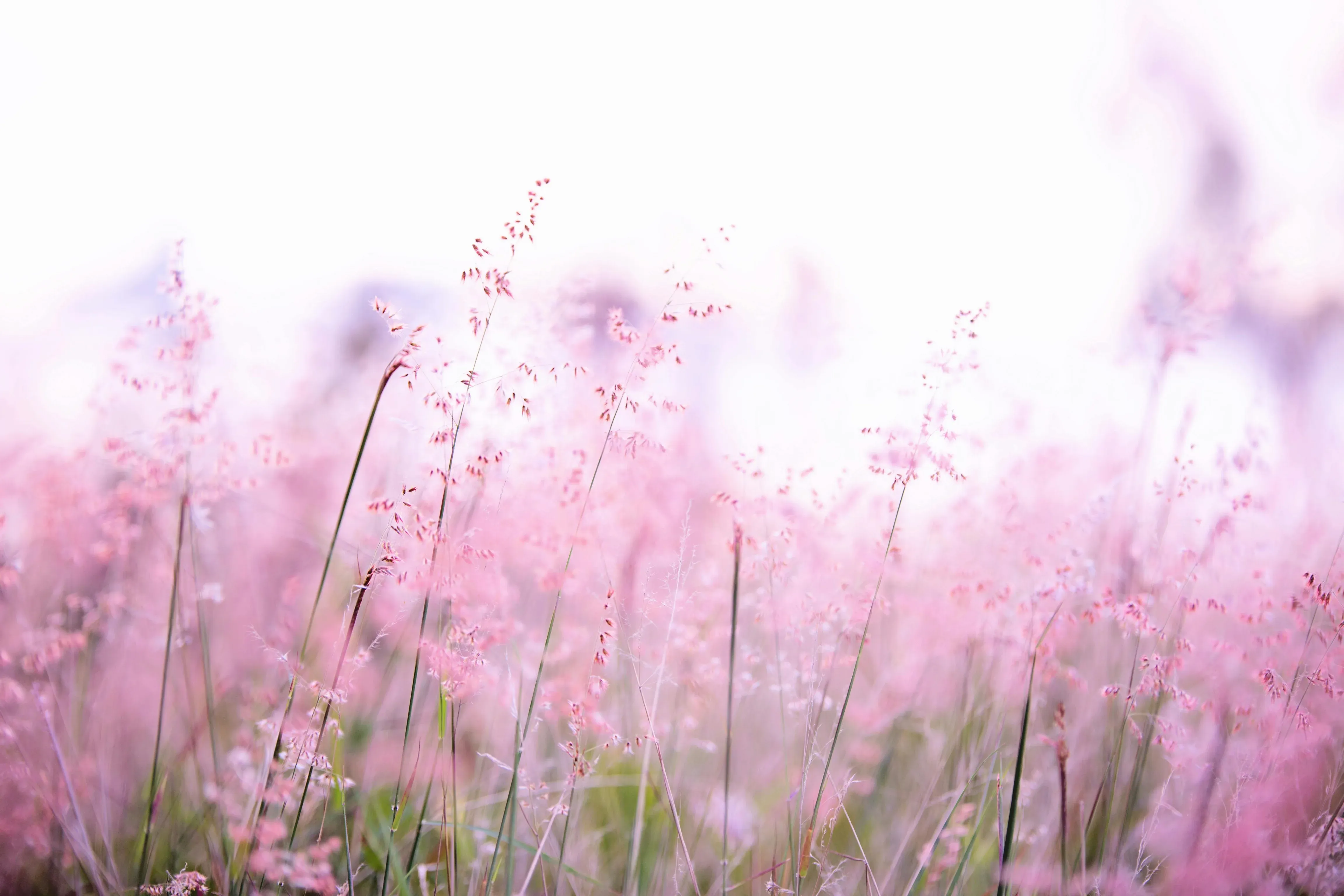idaisy 8