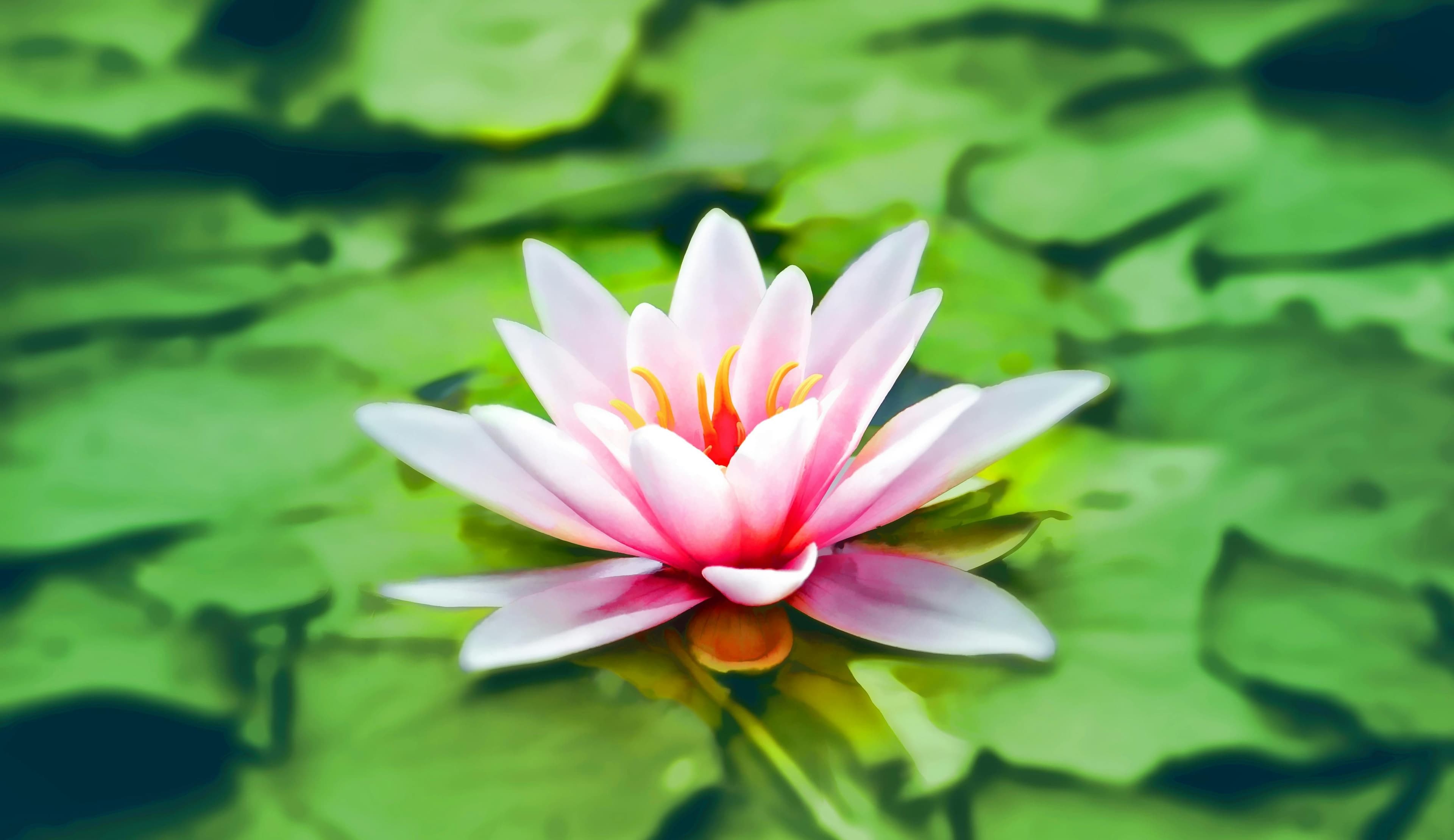 Lily